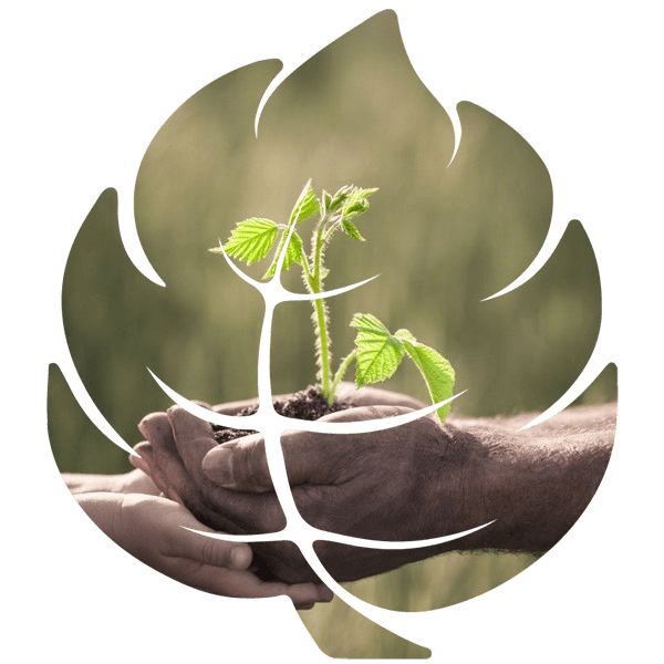 Von der Informationstechnologie bis zu Heilkräutern